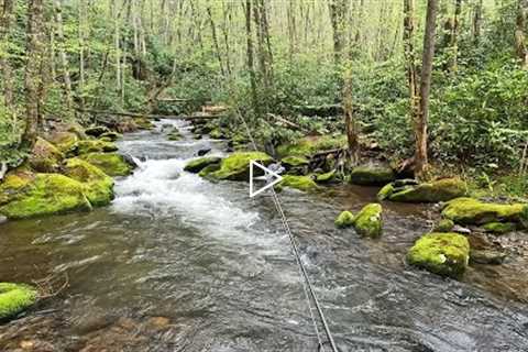 The most remote cabin in the Smokies is next to an amazing wild trout stream!