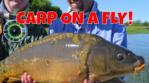 Carp On A Fly - Alcova Wyoming