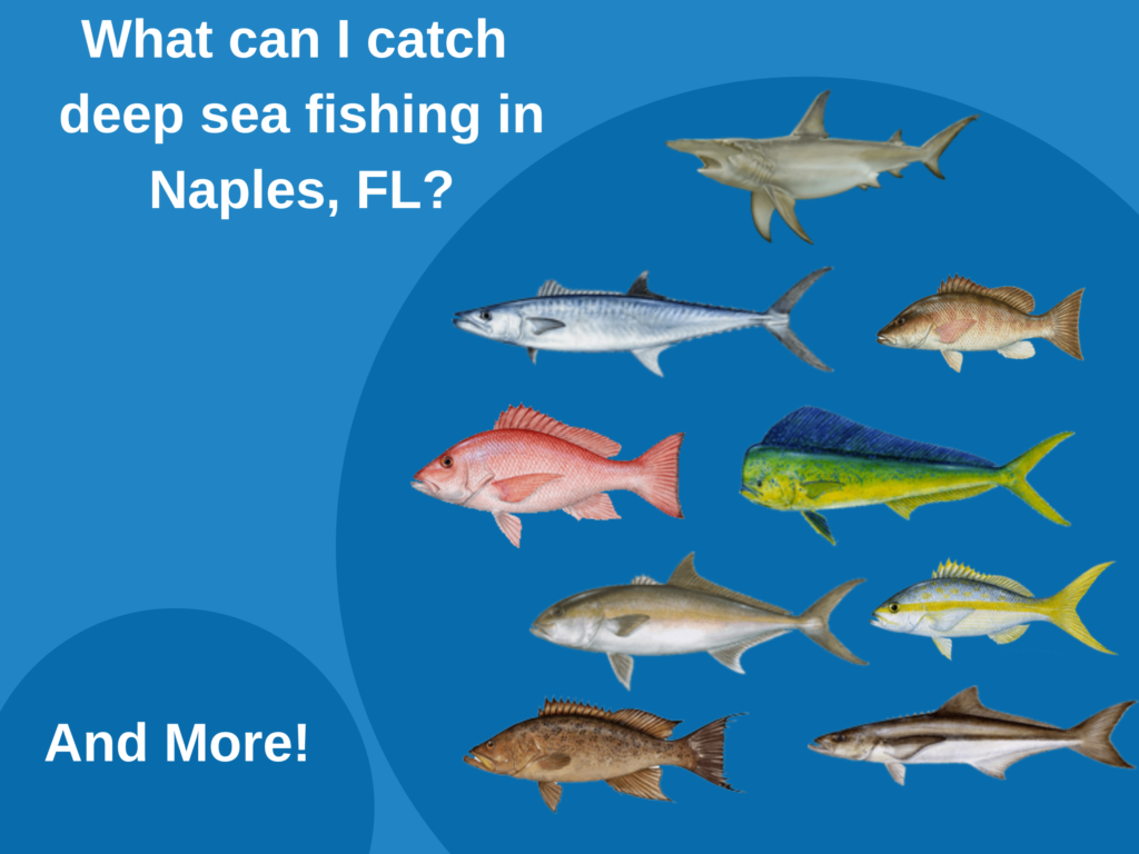 Your Guide to Deep Sea Fishing Naples, FL