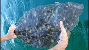 Top 8 Flounder Fishing Tips