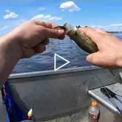 Crappie Spawn Rainy Lake Reed Fishing