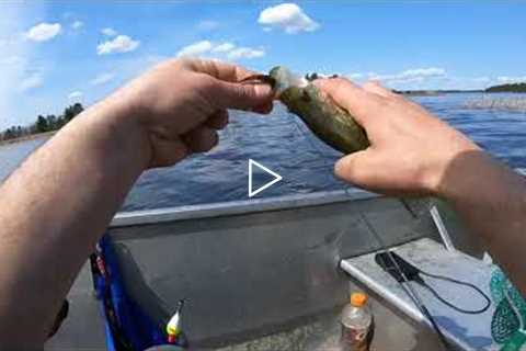 Crappie Spawn Rainy Lake Reed Fishing