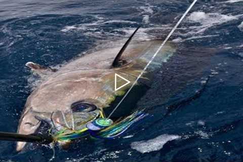 Amazing Giant Longline Bluefin Tuna Fishing in the Japan Sea