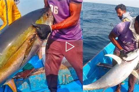 Giant tuna hunted by fishermen in the deep sea