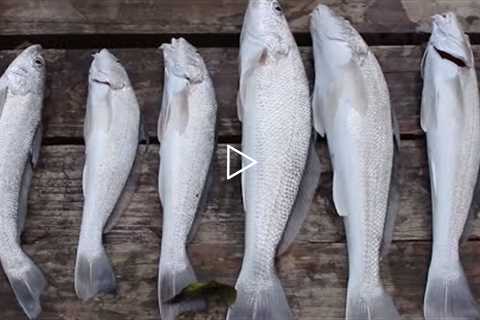 Catch and Cook Ep:1 Whiting