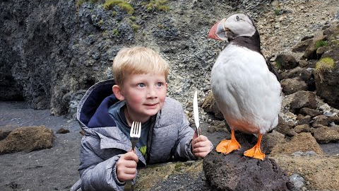 Eating Puffin, Whale & Shark - 5 Day Iceland Adventure