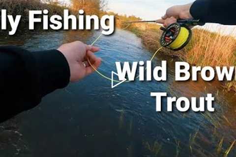 Fly Fishing for Wild Brown trout wet fly- Beginner Fly fishing