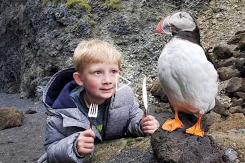 Eating Puffin, Whale & Shark - 5 Day Iceland Adventure