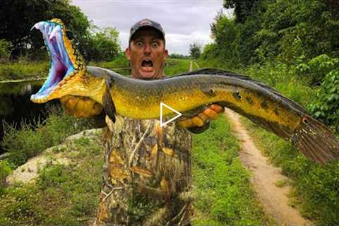 SnakeHead {Catch Clean Cook} This Fish is VICIOUS!!!