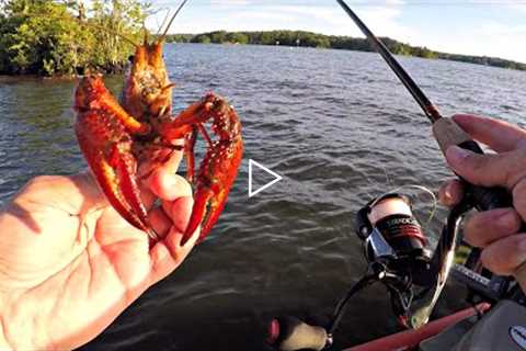 Fishing with Live Crawfish on Lake Martin (Spotted Bass)