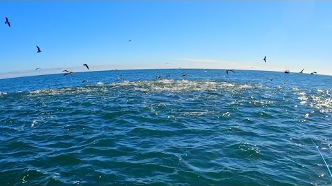 Striped Bass & Bluefish Blitzes! Rhode Island Fall Run Fishing 2022