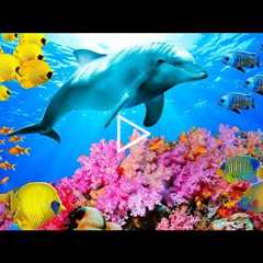Soothing Stress Relief Music With Beautiful Coral Reef Fish, Relaxing Ocean Fish, Stunning Aquarium