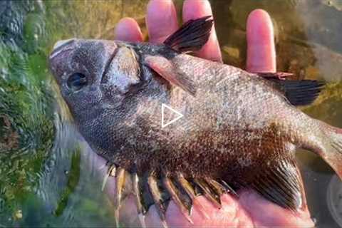 Fisherman catches fish and octopus on the beach. Coastal foraging. Catching seafood.