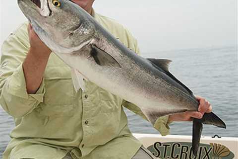 Big Fights From Springtime Back Bay Bluefish