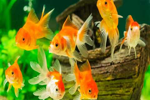 How long do fish aquariums last?