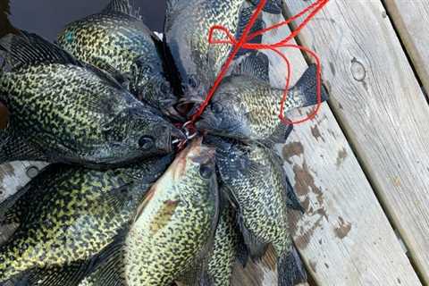 The Best Time to Fish for Crappie