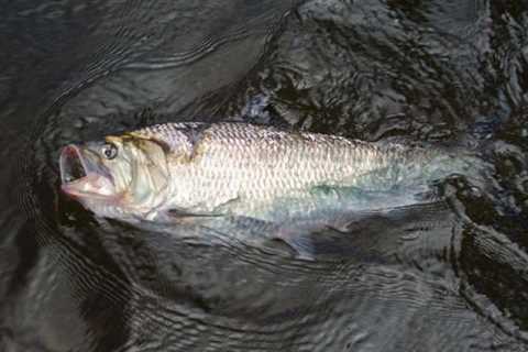 American Shad On The Delaware River