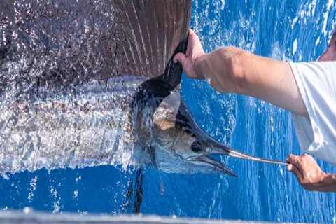 Fall Months for Marlin and Sailfish: Offshore Fishing in South Padre Island TX