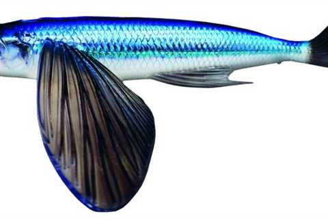 10 New Saltwater Lures from ICAST 2023