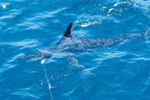 Striped Marlin Action Continues Out Of San Cristobal & Blue Marlin With Warmer Waters Are Here!