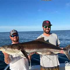 How to Go Fishing for Cobia: An Angler’s Guide