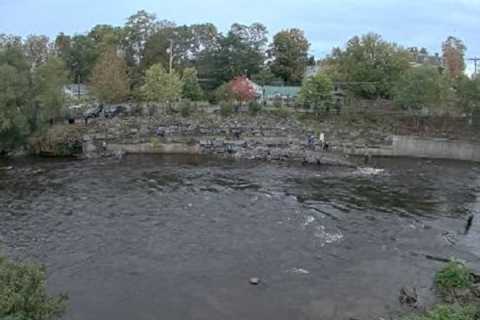 The Salmon River Webcam Feed (Everything You Need to Know)