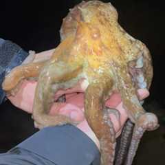 VIDEO: Long Island Fisherman Catches and Releases Octopus