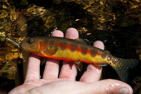 Update on Wyoming’s Golden Trout Record