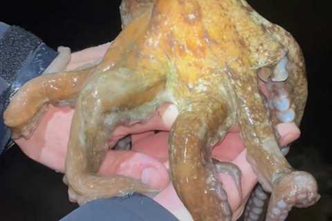 VIDEO: Long Island Fisherman Catches and Releases Octopus