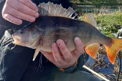 No pike but some fine perch for Ger Power in Cavan