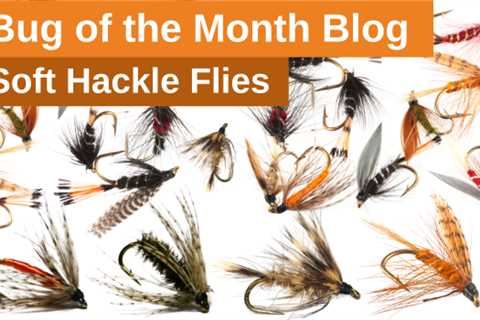 Bug of the Month: Soft Hackle Flies