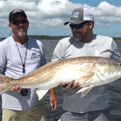 The Big Bull Days of  Pamlico Sound Are Here