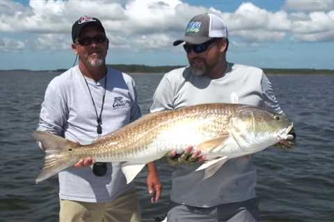 The Big Bull Days of  Pamlico Sound Are Here