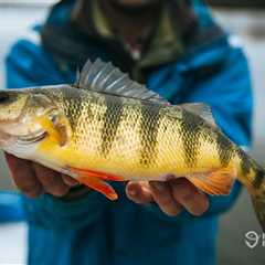 The Best Perch Bait: An Angler’s Guide