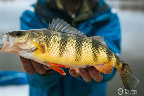 The Best Perch Bait: An Angler’s Guide