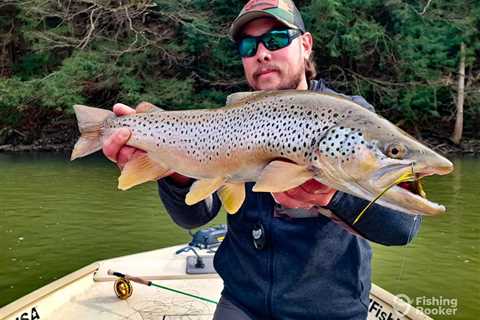 How to Go Fishing for Brown Trout: The Complete Guide