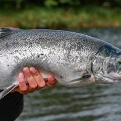 Historic Comeback: Coho Salmon in Northern California after 30 Years!