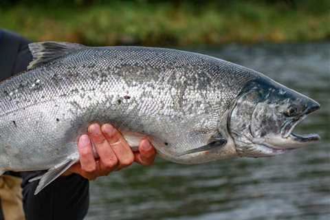 Historic Comeback: Coho Salmon in Northern California after 30 Years!